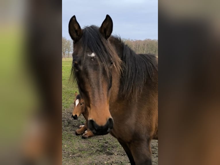 Mangalarga Marchador Mare 11 years 15 hh Brown in Neuenkirchen