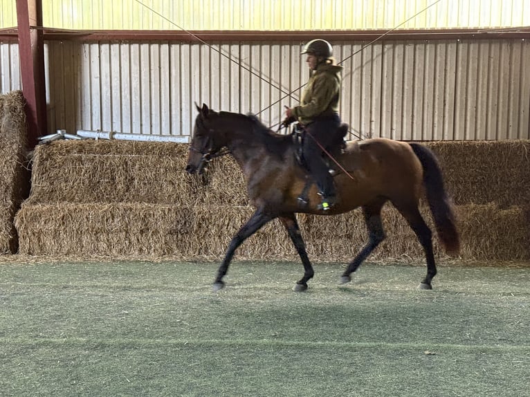 Mangalarga Marchador Mare 11 years 15 hh Brown in Neuenkirchen