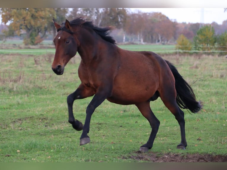 Mangalarga Marchador Mare 11 years 15 hh Brown in Neuenkirchen