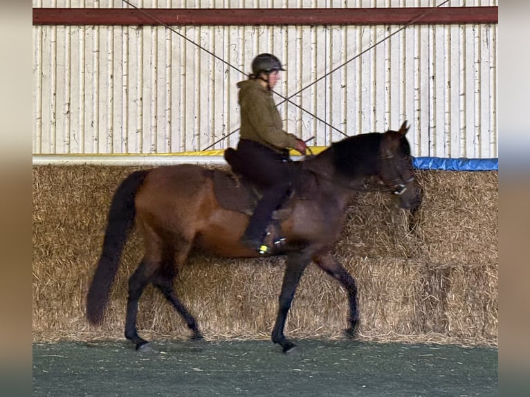Mangalarga Marchador Mare 11 years 15 hh Brown in Neuenkirchen