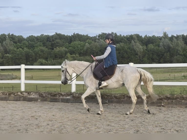 Mangalarga Marchador Mare 13 years 14,2 hh Grey-Fleabitten in Bottrop