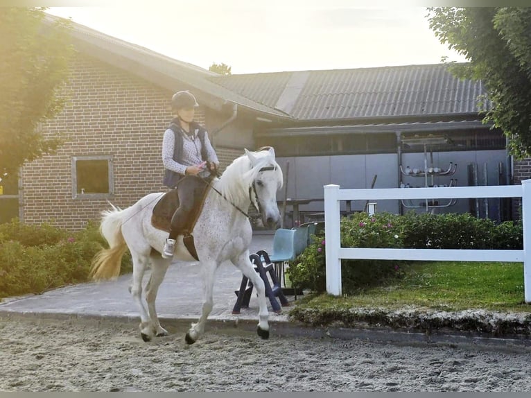 Mangalarga Marchador Mare 13 years 14,2 hh Grey-Fleabitten in Bottrop