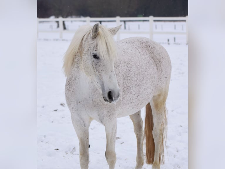 Mangalarga Marchador Mare 14 years 14.2 hh Grey-Fleabitten in Oberhausen
