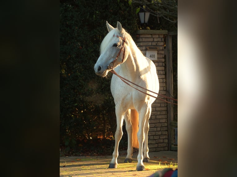 Mangalarga Marchador Mare 14 years 14,2 hh Grey-Fleabitten in Oberhausen