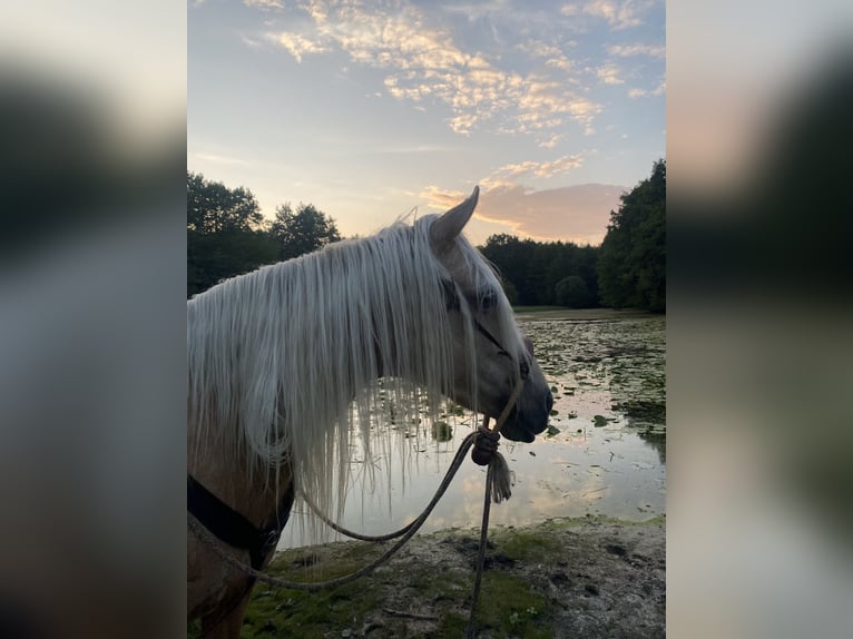 Mangalarga Marchador Mare 14 years 15,1 hh Palomino in Hennef