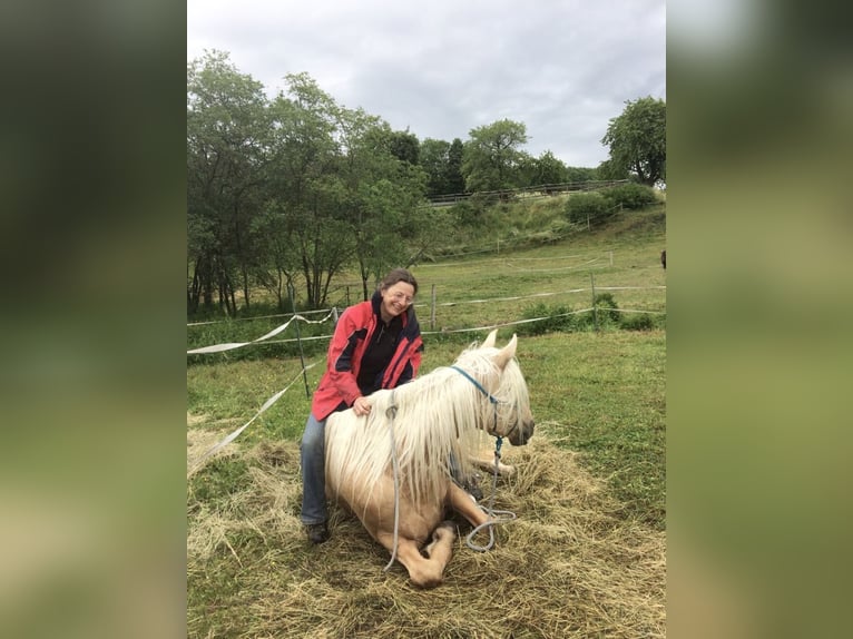 Mangalarga Marchador Mare 14 years 15,1 hh Palomino in Hennef