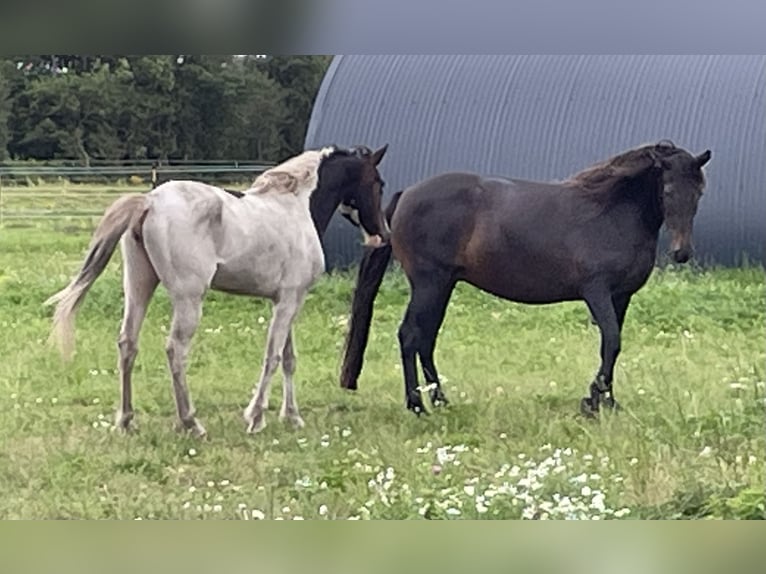 Mangalarga Marchador Mare 16 years 14,3 hh in Skærbæk