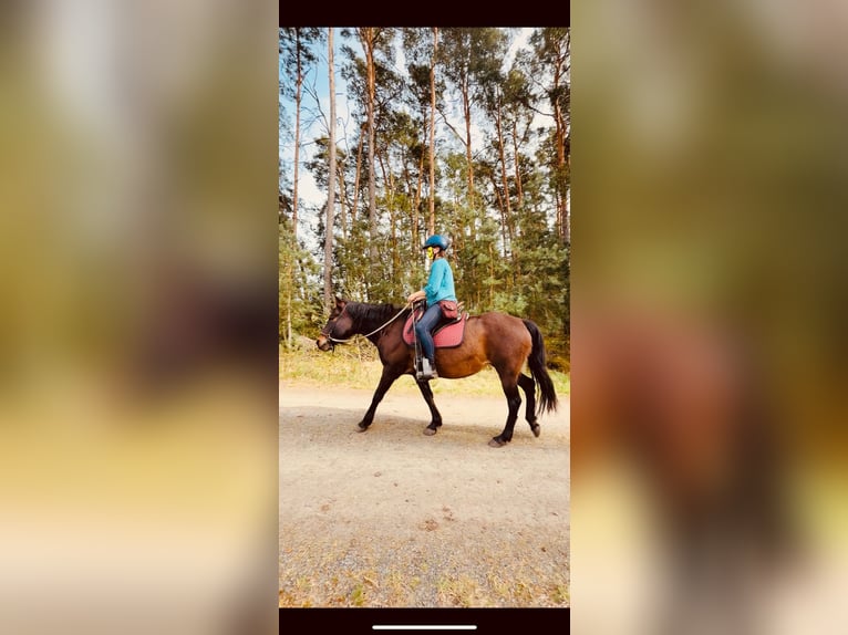 Mangalarga Marchador Mare 17 years 14.1 hh Dun in Heideblick