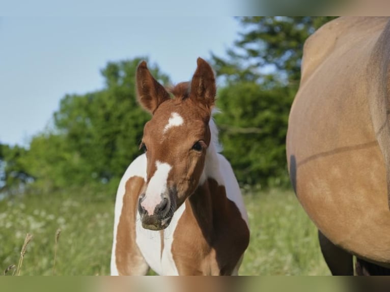 Mangalarga Marchador Mare 1 year 14,2 hh Pinto in Tostedt