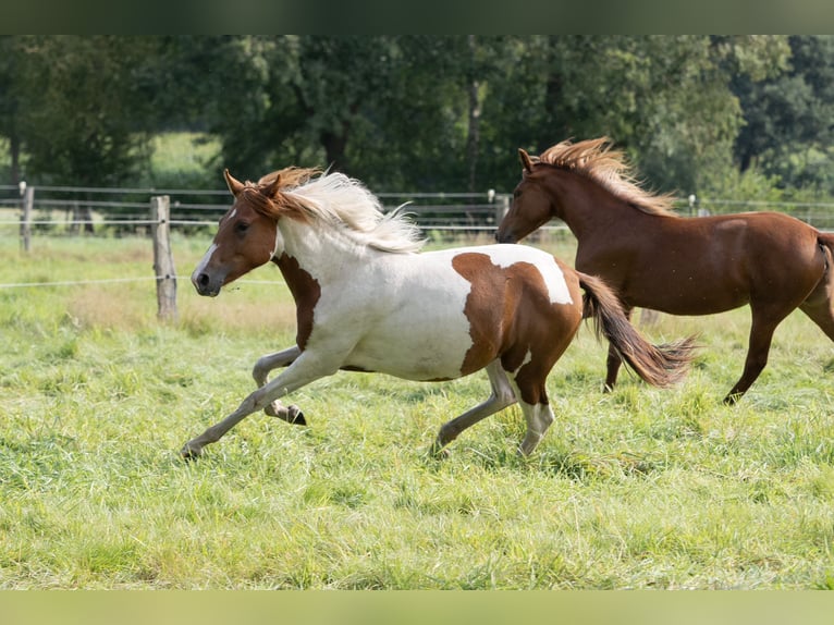 Mangalarga Marchador Mare 1 year 14,2 hh Pinto in Tostedt