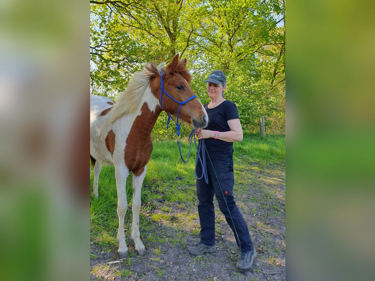 Mangalarga Marchador Mare 1 year 14,2 hh Pinto in Tostedt