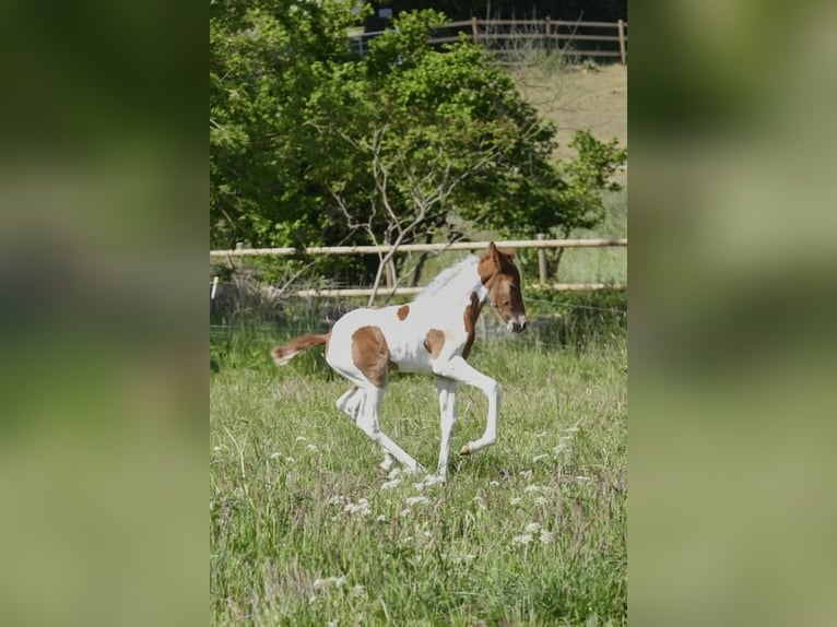 Mangalarga Marchador Mare 1 year 14,2 hh Pinto in Tostedt