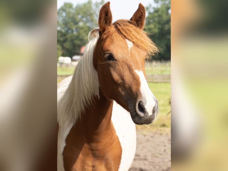 Mangalarga Marchador Mare 1 year 14,2 hh Pinto in Tostedt