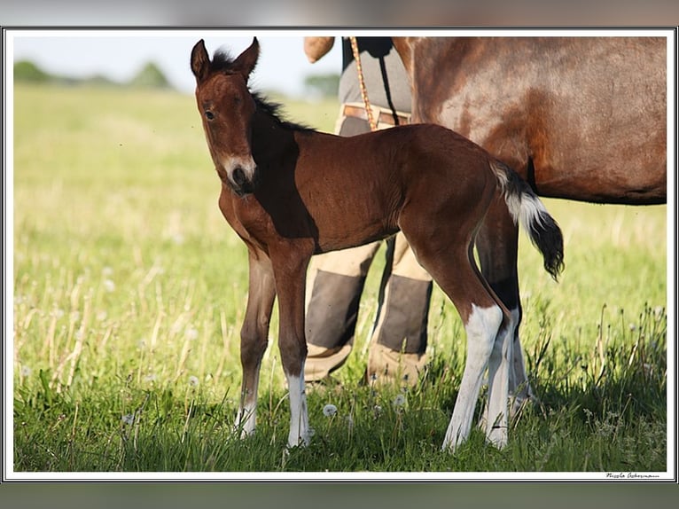 Mangalarga Marchador Mare 1 year 14,3 hh Pinto in Neuenkirchen