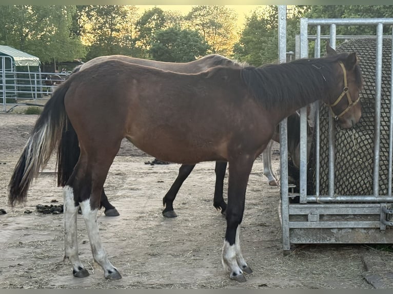 Mangalarga Marchador Mare 1 year 14,3 hh Pinto in Neuenkirchen