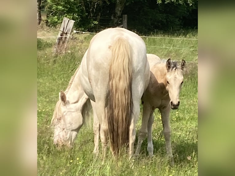 Mangalarga Marchador Mare 1 year 15 hh Buckskin in Neuenkirchen