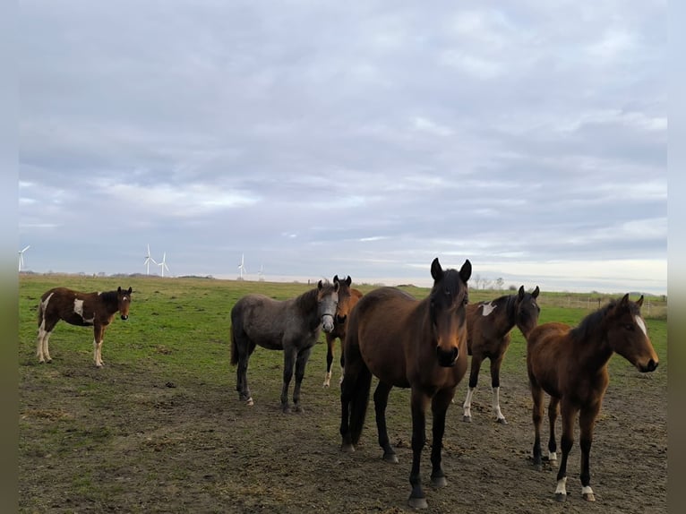 Mangalarga Marchador Mare 1 year 15 hh Grey-Red-Tan in Neuenkirchen