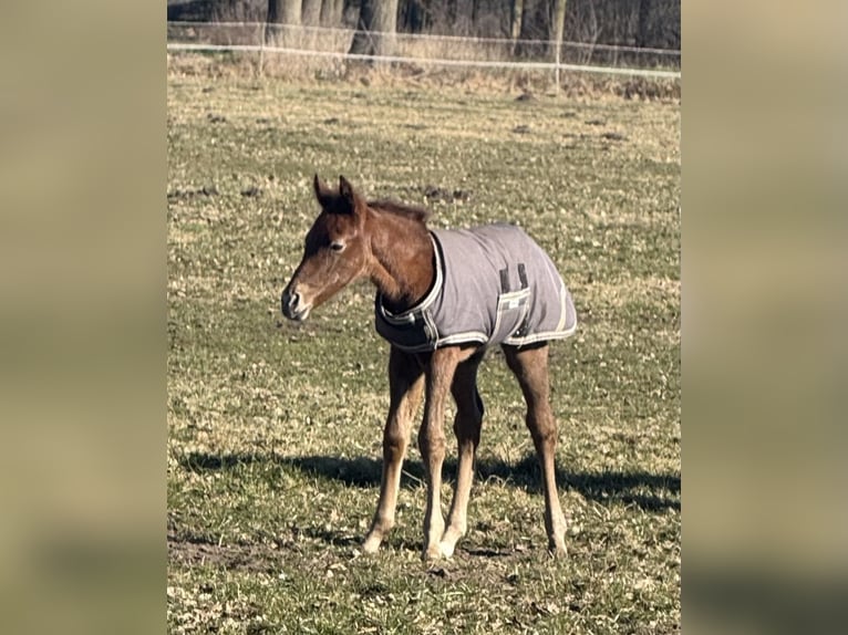 Mangalarga Marchador Mare 1 year 15 hh Grey-Red-Tan in Neuenkirchen