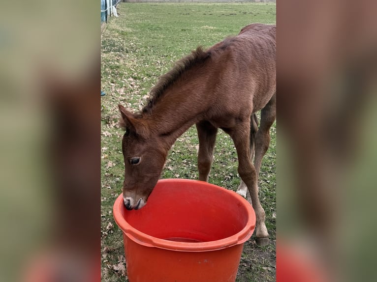 Mangalarga Marchador Mare 1 year 15 hh Grey-Red-Tan in Neuenkirchen