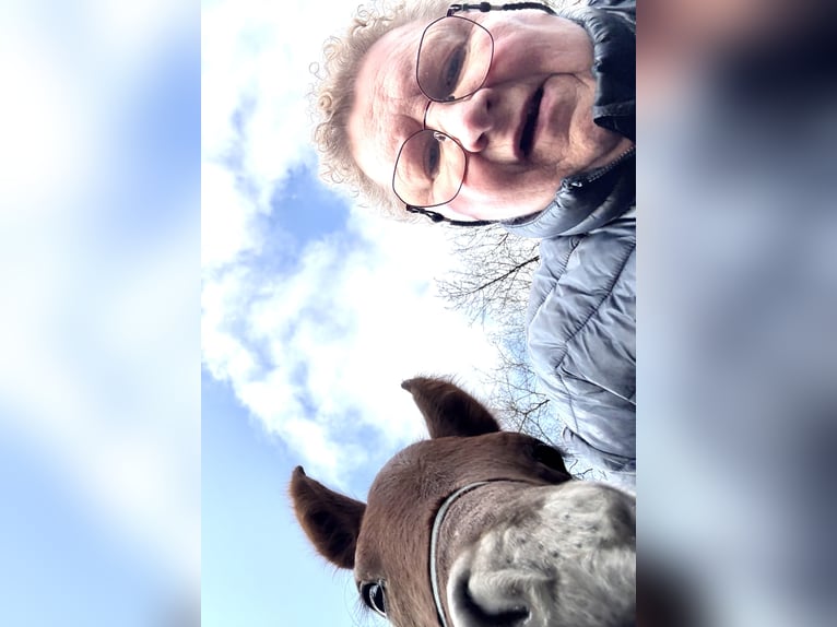 Mangalarga Marchador Mare 1 year 15 hh Grey-Red-Tan in Neuenkirchen