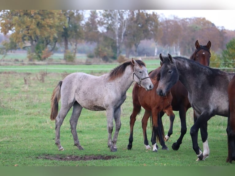 Mangalarga Marchador Mare 1 year 15 hh Grey-Red-Tan in Neuenkirchen