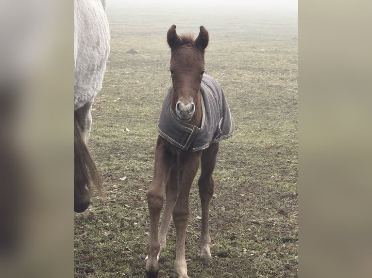 Mangalarga Marchador Mare 1 year 15 hh Grey-Red-Tan in Neuenkirchen
