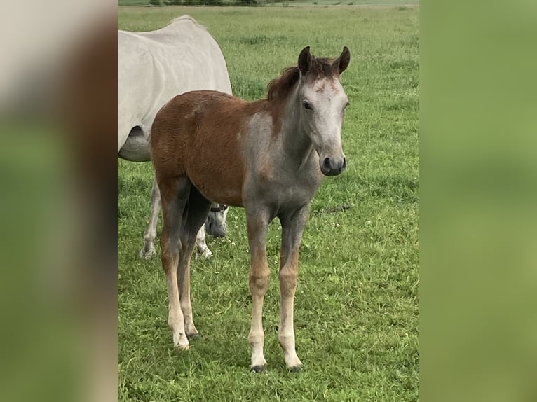 Mangalarga Marchador Mare 1 year 15 hh Grey-Red-Tan in Neuenkirchen