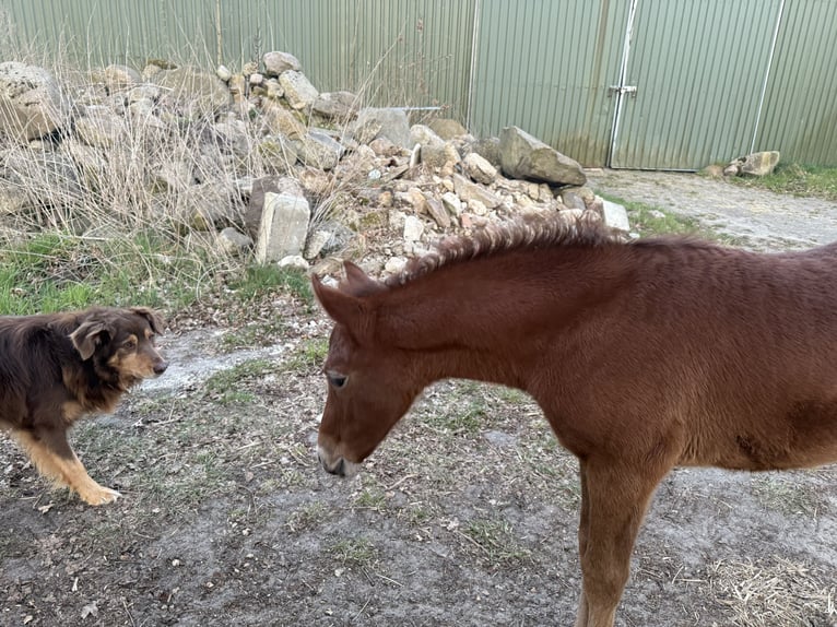 Mangalarga Marchador Mare 1 year 15 hh Grey-Red-Tan in Neuenkirchen