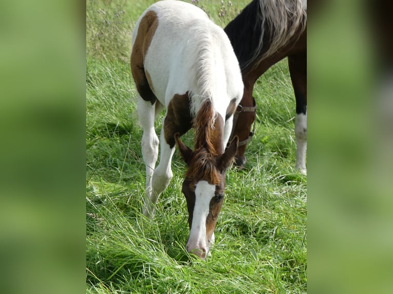 Mangalarga Marchador Mare 2 years 14,3 hh Pinto in Neuenkirchen