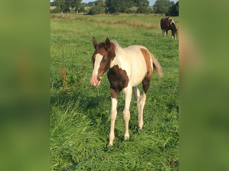 Mangalarga Marchador Mare 2 years 14,3 hh Pinto in Neuenkirchen