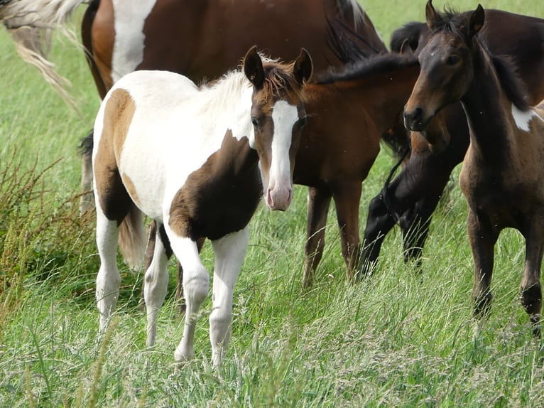 Mangalarga Marchador Mare 2 years 14,3 hh Pinto in Neuenkirchen