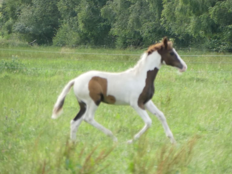 Mangalarga Marchador Mare 2 years 14,3 hh Pinto in Neuenkirchen