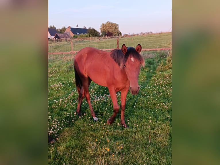 Mangalarga Marchador Mare 2 years 14,2 hh Bay in ghislenghien