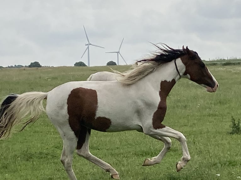 Mangalarga Marchador Mare 2 years 14,3 hh Pinto in Neuenkirchen