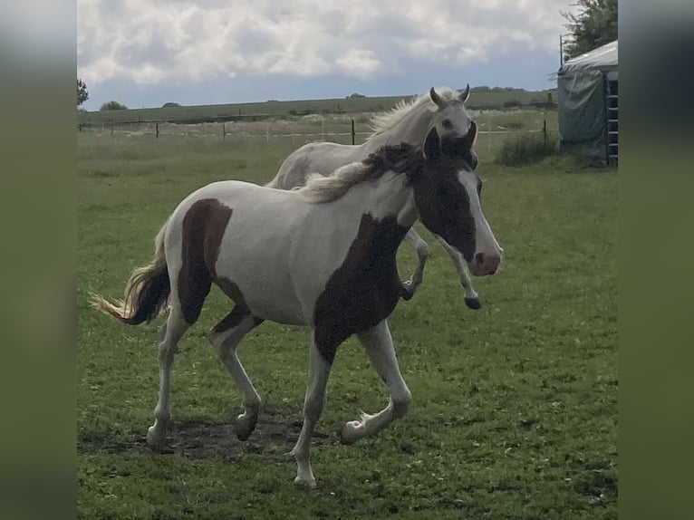 Mangalarga Marchador Mare 2 years 14,3 hh Pinto in Neuenkirchen