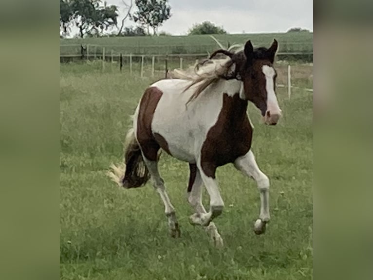 Mangalarga Marchador Mare 2 years 14,3 hh Pinto in Neuenkirchen