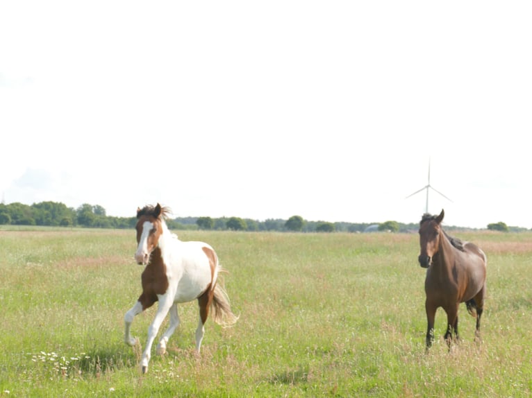 Mangalarga Marchador Mare 2 years 14,3 hh Pinto in Neuenkirchen