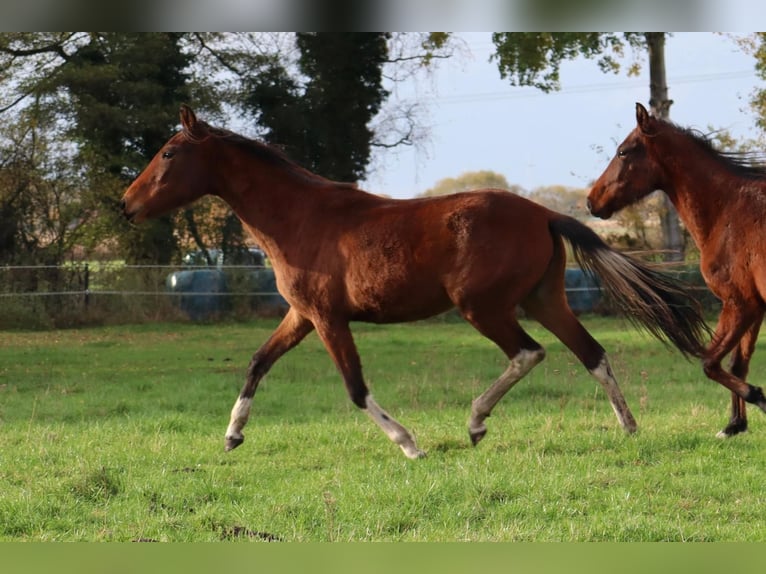Mangalarga Marchador Mare 2 years 14,3 hh Pinto in Neuenkirchen