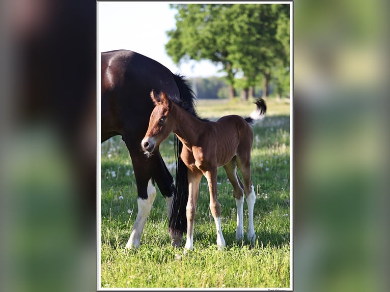 Mangalarga Marchador Mare 2 years 14,3 hh Pinto in Neuenkirchen