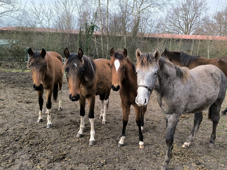 Mangalarga Marchador Mare 2 years 14,3 hh Pinto in Neuenkirchen
