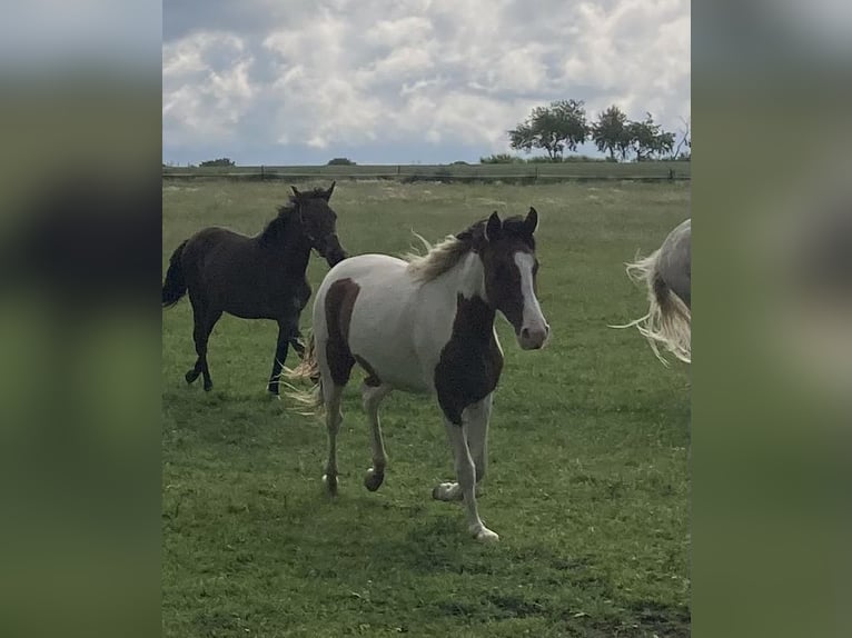 Mangalarga Marchador Mare 2 years 14,3 hh Pinto in Neuenkirchen