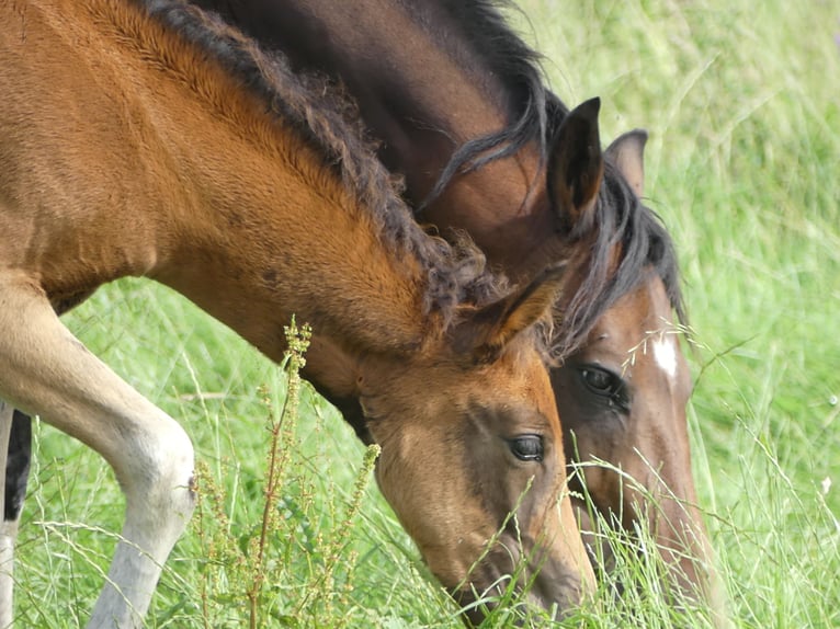 Mangalarga Marchador Mare 2 years 15,1 hh Brown in Neuenkirchen