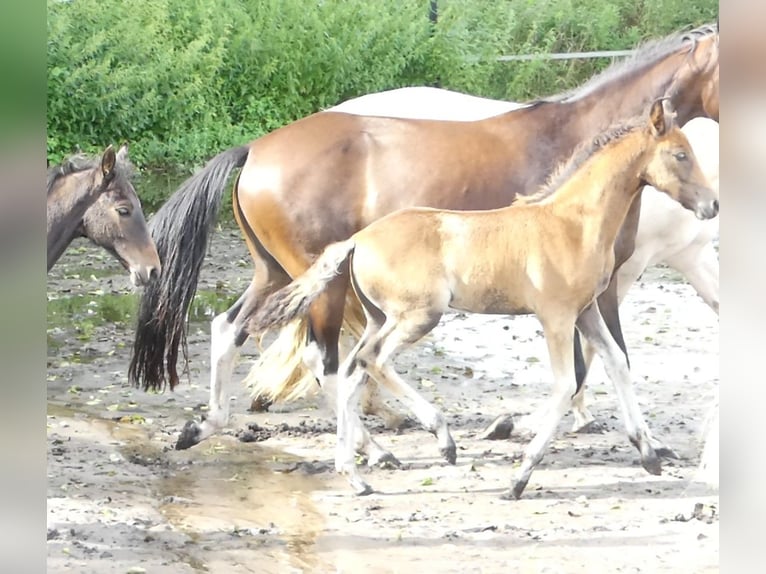 Mangalarga Marchador Mare 2 years 15,1 hh Brown in Neuenkirchen