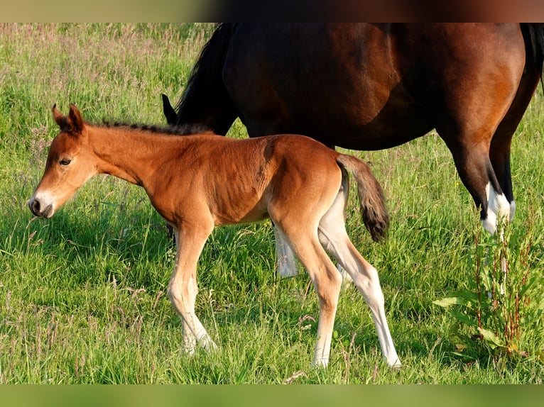 Mangalarga Marchador Mare 2 years 15,1 hh Brown in Neuenkirchen