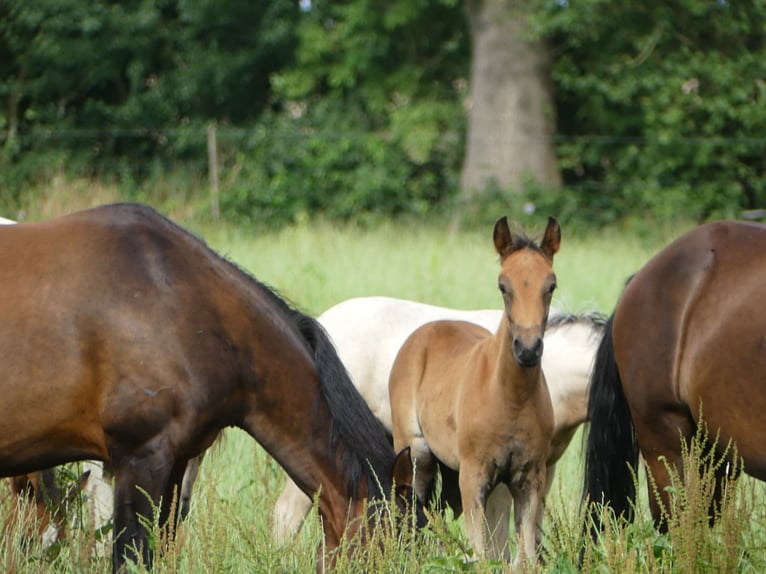 Mangalarga Marchador Mare 2 years 15,1 hh Brown in Neuenkirchen