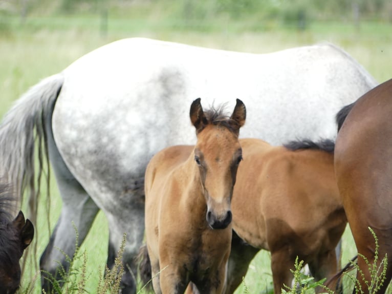 Mangalarga Marchador Mare 2 years 15,1 hh Brown in Neuenkirchen