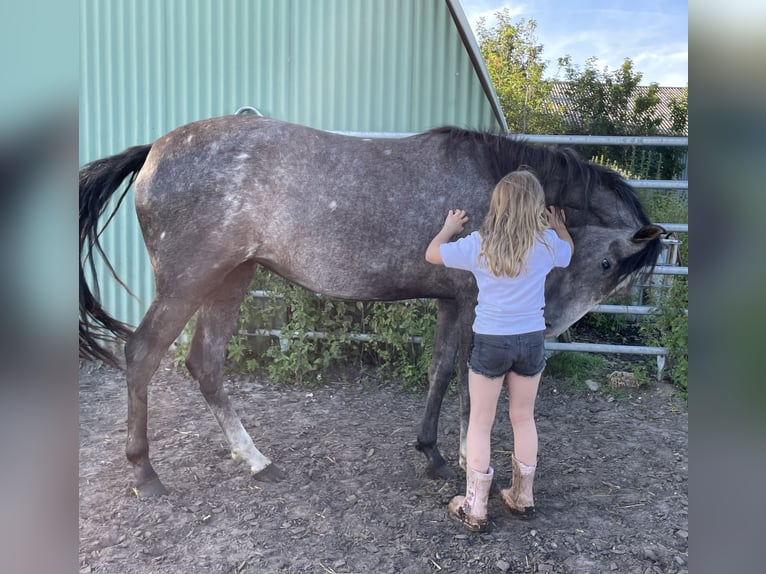 Mangalarga Marchador Mare 2 years 15 hh Gray-Blue-Tan in Skærbæk