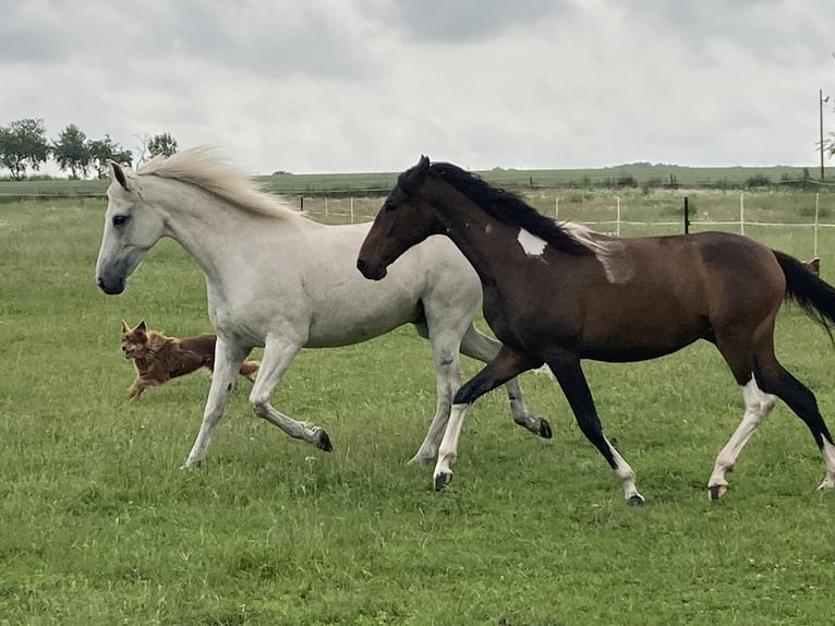 Mangalarga Marchador Mare 2 years 15,1 hh Pinto in Neuenkirchen