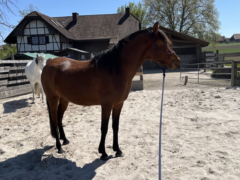 Mangalarga Marchador Mare 3 years 14.3 hh Brown in Diessbach