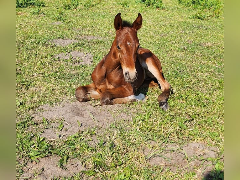Mangalarga Marchador Mare 3 years 15 hh Brown in Neuenkirchen